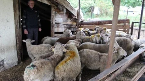 Edirne'de Kurbanlıklar Satışta