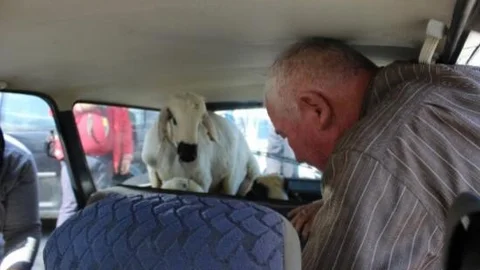 Memleketten Kurbanlık Manzaraları