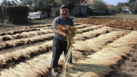 Edirne'de Son Mahsul Süpürge Telleri Kurutuluyor