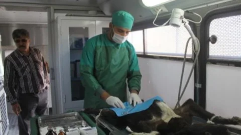 Muş'ta Sokak Köpekleri Rehabilite Ediliyor