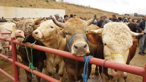(özel Haber) Kurbanlıklarda Alanda Satanda Memnun