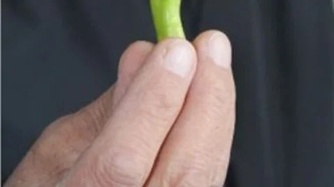 Yılan Şeklindeki Biber Görenleri Hayrete Düşürüyor