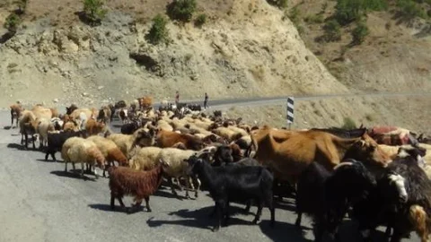 Kulp'ta Yaylacılar Dönüş Yolunda