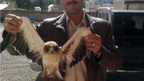 Kelkit'te Yaralı Doğan Ve Şahin Bulundu