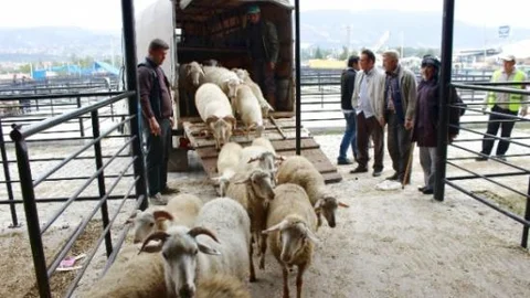 Kütahya'da Koyun Sayısı 385 Bin 308 Keçi Sayısı Da 152 Bin 699