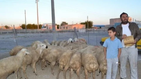 Bor Hayvan Pazarında Satışlar Başladı