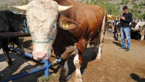 1 Tonluk Kurbanlık 'domates'