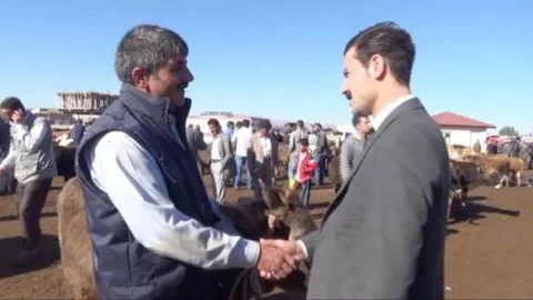 Ağrı'dan Sevk Edilen Kurbanlıktan 182 Milyon Tl Gelir Bekleniyor