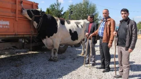 Otomobil Fiyatına Kurbanlık