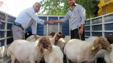 Kurbanlık Fiyatları Düşmedi