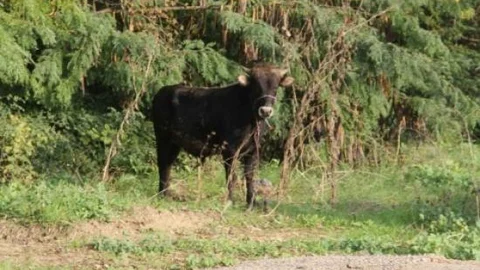 İpini Koparan Danayı Yakalama Operasyonu