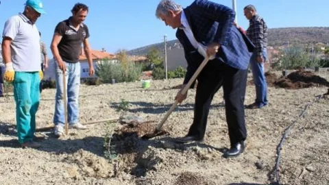 Çeşme'de Sakız Fidanı İçin Organik Ağaç Gübresi