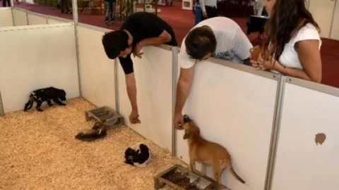 İzmir'de 37 Sokak Hayvanı Fuarda Sahiplenildi