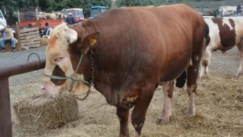 13 Bin Liralık Şampiyon Osman Görücüye Çıktı