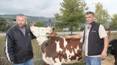 Kurbanlıklar Elde Kaldı