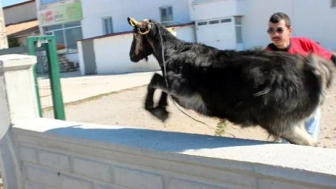 Firari Keçi Zor Anlar Yaşattı
