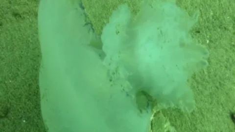 Deniz Altında Yaşam Savaşı