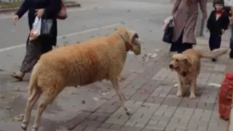 (özel Haber) Koç Köpeği Böyle Kovaladı