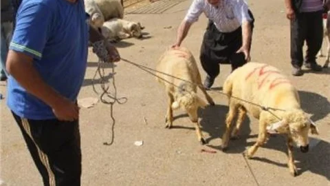 Bayram Günü Kurbanlık Telaşı