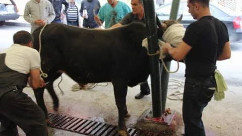 Kurbanlık Danaya Yapılan Eziyet Tepki Çekti