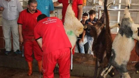 Başbakan Davutoğlu'nun Kurbanı Kilis'te Kesildi