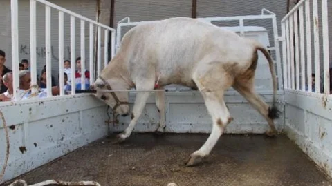 Kaçan Boğalar Zor Anlar Yaşattı