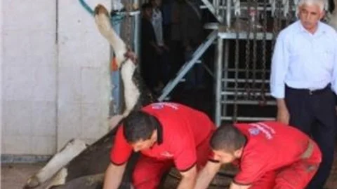 Kilis'te Kurban Kesen 40 Kişi Hastanelik Oldu