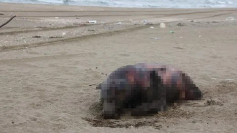Sahilde bulunan hayvan cesedi görenleri korkuttu!