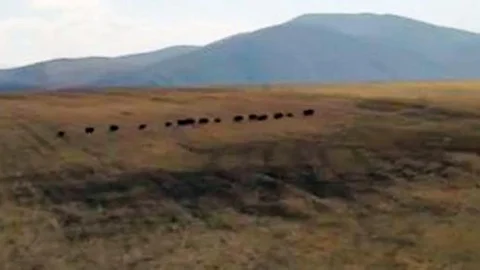 Sürü halinde domuzlar şaşırttı!