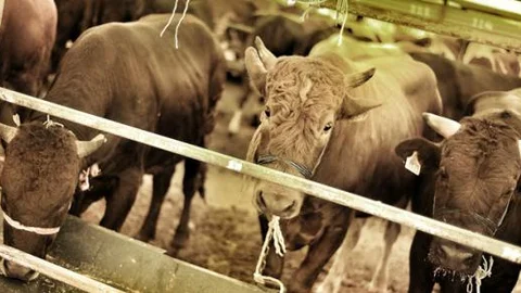 Kurban satışları bayramın ikinci gününde de devam ediyor!
