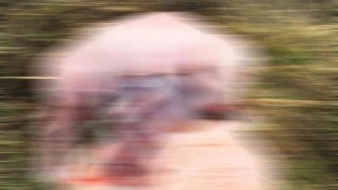 Van'da gebe kurbanlık şoku!