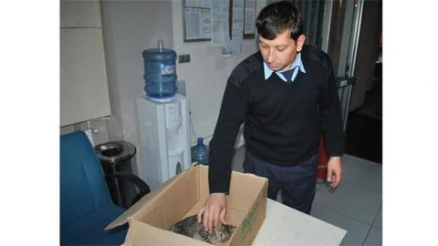 Kazayı merak etti, kedinin hayatı kurtardı!