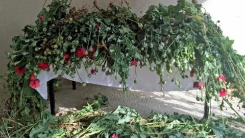 Gümüşhane'de 107 Kök Haşhaş Yakalandı