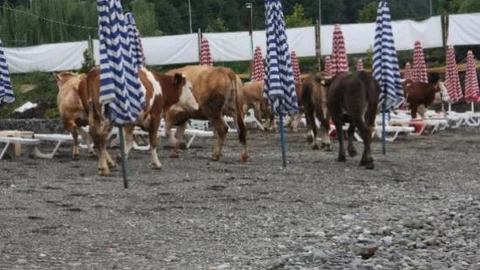 Kurbanlık Hayvanlar Trafik Kazasının Stresini Plajda Attılar