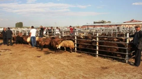 Iğdır Canlı Hayvan Pazarı'nda Kurban Hareketliliği