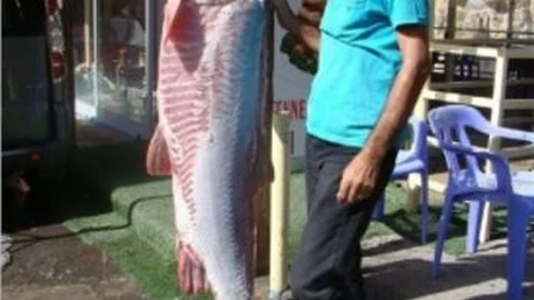 Dicle Nehri'nde Dev Sazan Balığı Yakalandı