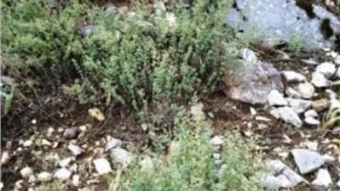 Sütçüler'in Kekiği Dünyaya Şifa Oluyor