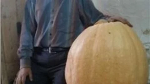 Gümüşhane'de 50 Kiloluk Kabak Yetiştirdi