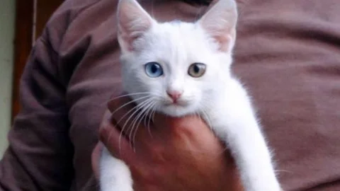 Göz Renkleri Farklı Kedi İlgi Odağı Oldu