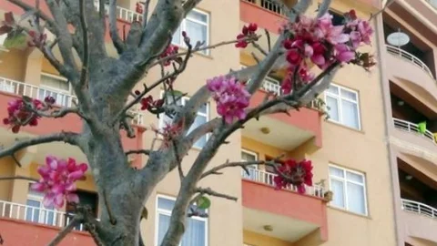 Hakkari'de Meyve Ağacı Çiçek Açtı