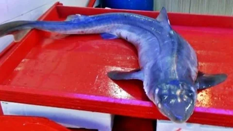 Giresun'da Camgöz Köpek Balığı Balıkçıların Ağlarına Değil Oltalarına Takılıyor