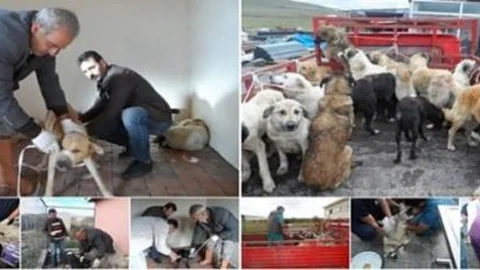 Sahipsiz Köpek Popülasyonu Kontrol Altına Alınıyor