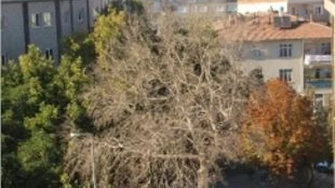 Kuru Çınar Yıllara Meydan Okuyor