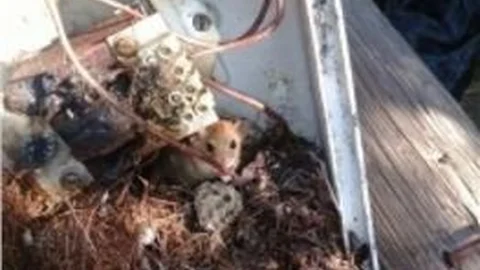 Fare Sokak Lambasına Yuva Yaparsa