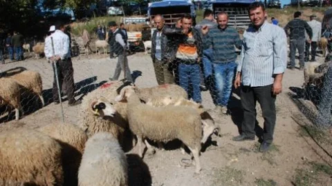 Kurbanlıklar Alıcı Bekliyor
