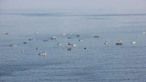 Zonguldaklı Amatör Balıkçılar Balık Avında