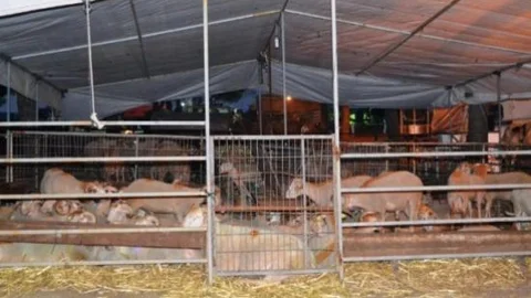 Ayvalık'ta Modern Kurban Pazarı Açıldı