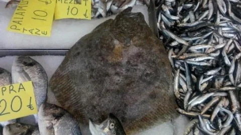 10 Kilosuna Bir Kurbanlık Alınıyor