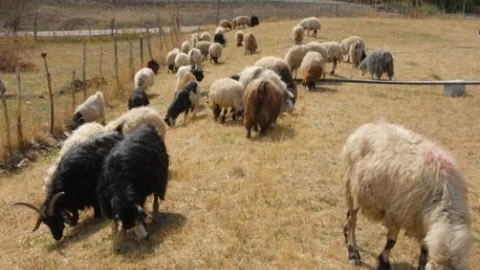 Kurbanlık Koyunların Geliri Kobani'ye