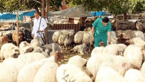 Seyhan'da Kurbanlık Koyunlara 'gebelik' Testi
